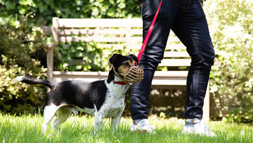 Muzzle at dog park best sale